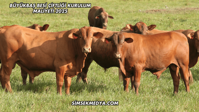 Büyükbaş Besi Çiftliği Kurulum Maliyeti 2025